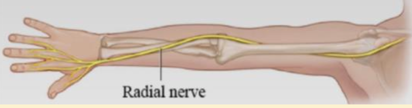 <p>Radial nerve</p>