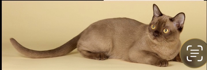 <p>Burmese</p>