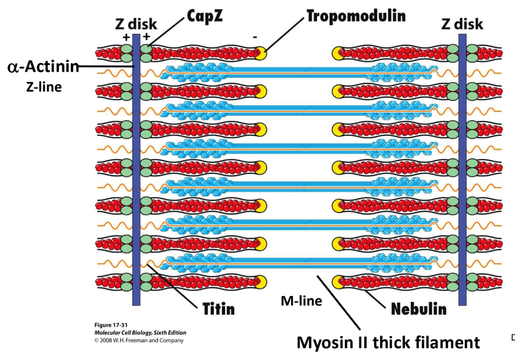 <p>Form antiparallel arrays in contractile structures (stress fibers or sarcomeres)</p>