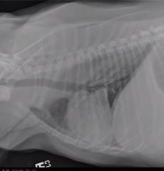 <p>Describe the esophagus in this image</p>