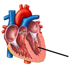 <p>during diastole, the ventricles relax and fill with blood again. The left ventricle receives oxygenated blood from the left atrium via the mitral valve and pumps it through the aorta via the aortic valve, into the systemic circulation.</p>
