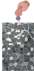 <p>What muscle fiber type is darkest in color and labeled 3?</p>