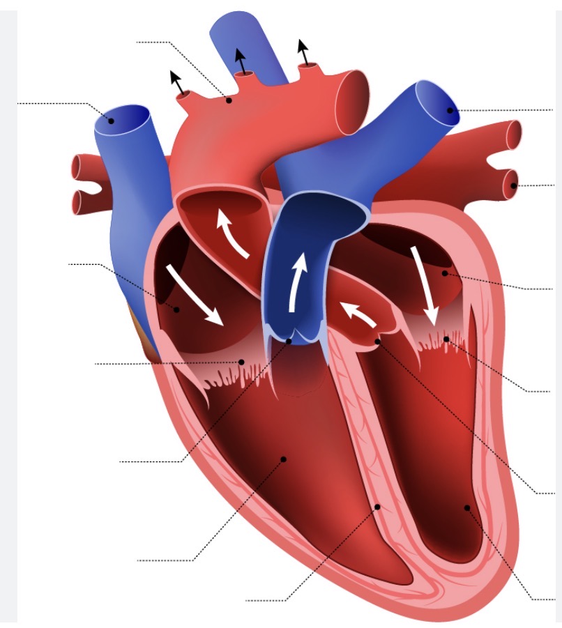 <p>Name the sections of the heart</p>