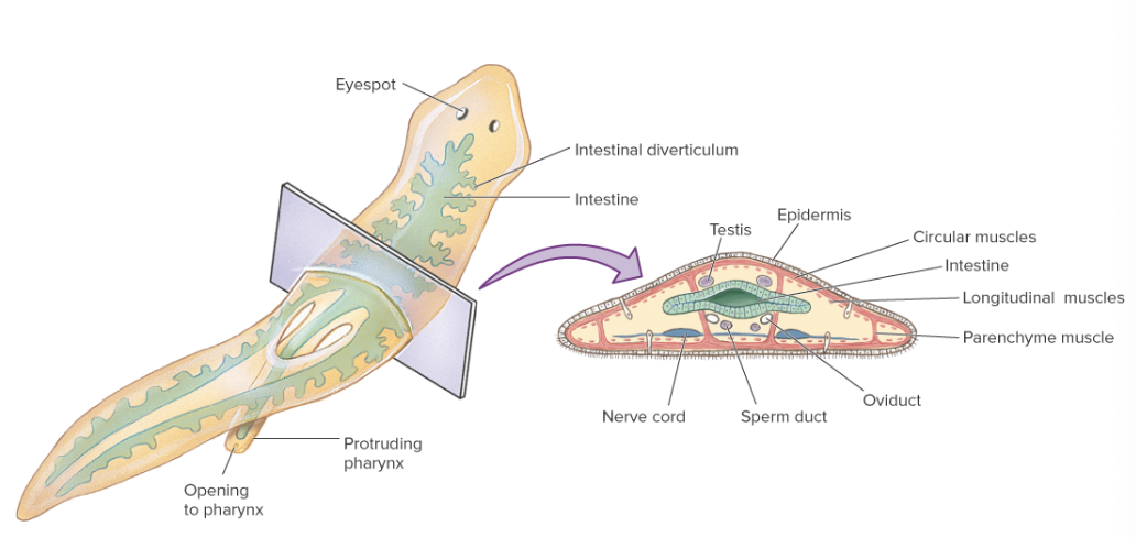 <p>free-living flatworms</p><p>live anywhere in water (benthic, marine, freshwater)</p><p>move via circular or longitudinal muscle fibres that contract. have cilia on surface to move around</p><p>predatory - eat other prey</p><p>polyphyletic (not a true taxon)</p><p></p><p>Digestive system/intestinal region: main tube, with diverticulum pockets out to the side to diffuse nutrients from prey. circular muscle pushes food through, them out the same hole</p><ul><li><p>can range from a simple tube (smaller animals) to. totally branched out with diverticulum when it gets larger.</p></li><li><p>no circulatory system to move nutrients around: once food is digested, its diffused directly to the cells through highly branched intestinal system</p></li></ul><p>3 kinds of muscle: longitudinal (long/short), circular (wide, thin), parenchymale (round, flat)</p><p></p>