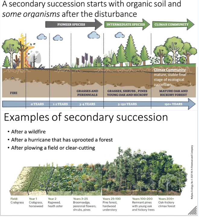 <ul><li><p>If a disturbance still leaves soil and some organism– it is referred to as a secondary succession.</p><ul><li><p>Each succession starts with a pioneer species that can support themselves, and they are used as food for an intermediate species.</p></li><li><p>Slowly, a community of species and a food chain forms.</p></li></ul></li><li><p>“Think about the starting material to differentiate between primary and secondary. </p><ul><li><p><span>Primary succession occurs in lifeless, soil-free areas (like lava flows or retreating glaciers) and takes centuries, driven by pioneer species.</span></p></li><li><p><span>Secondary succession occurs in disturbed, soil-rich areas (like after forest fires or farming) and is faster, taking decades, as it builds on existing soil and organic matter</span>.”</p></li></ul></li></ul><p></p>
