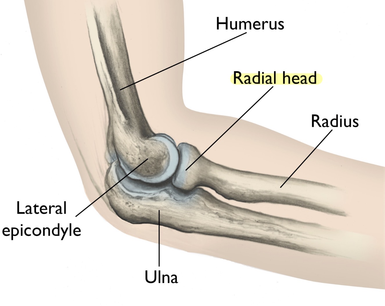 <p>-head: has circular dent, helps forearm rotation + elbow stability</p>