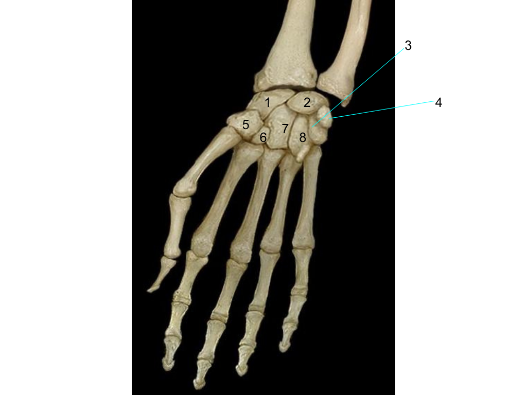 <p>what is #3 pointing at?</p>