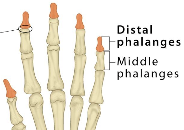 <p>Distal phalanx</p>