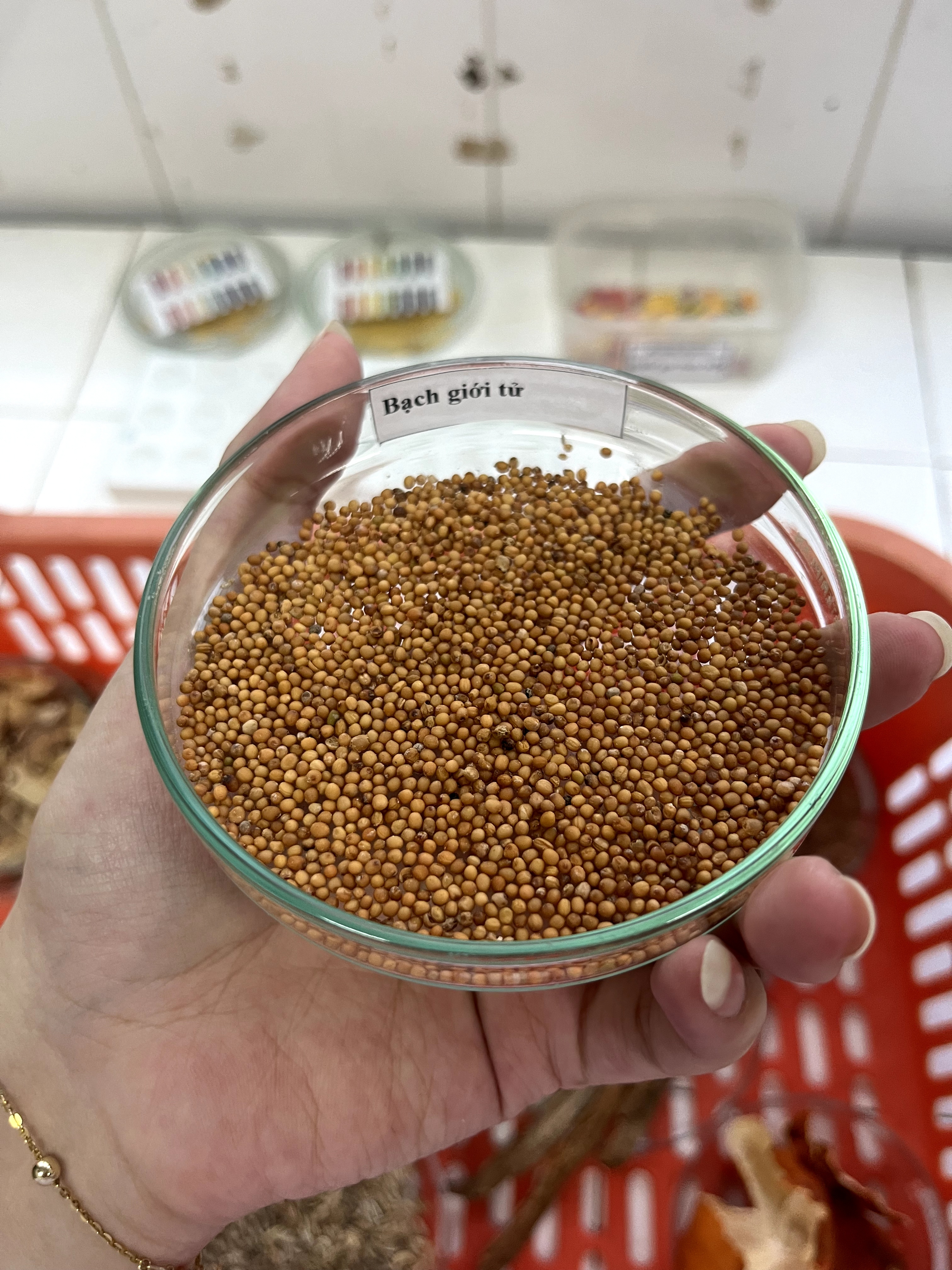 <p>bạch giới tử</p>