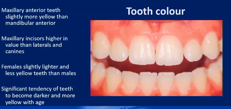 <ul><li><p>More yellower</p></li><li><p>Higher value in maxillary incisors than laterals and canines</p></li><li><p>Females slightly lighter and less yellow teeth than males</p></li><li><p>Tendency of  teeth to become darker and more yellow with age</p></li></ul><p></p>