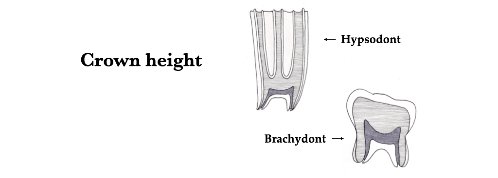 <p>Brachydont</p>