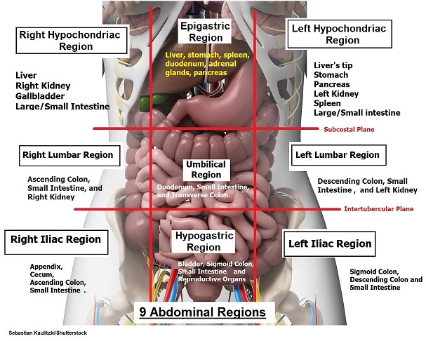<p>contains</p><ul><li><p>appendix</p></li><li><p>cecum</p></li><li><p>ascending colon</p></li><li><p>small intestine</p></li></ul><p></p>
