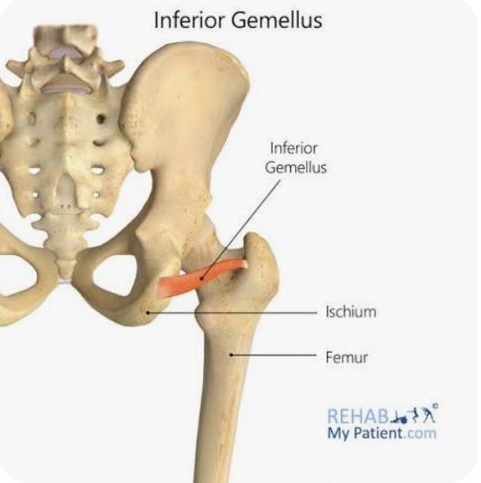 <p>O: Tuberosity of the ischium</p><p>I: Greater trochanter of the femur</p><p>A: External rotation of the thigh; abduction of the thigh</p><p>N: Branches of the sacral plexus</p>