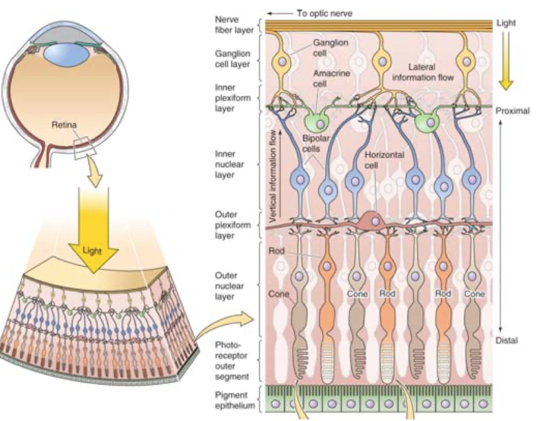 <p>At mediere <strong>laterale interaktioner</strong> over et større område af retina.</p>