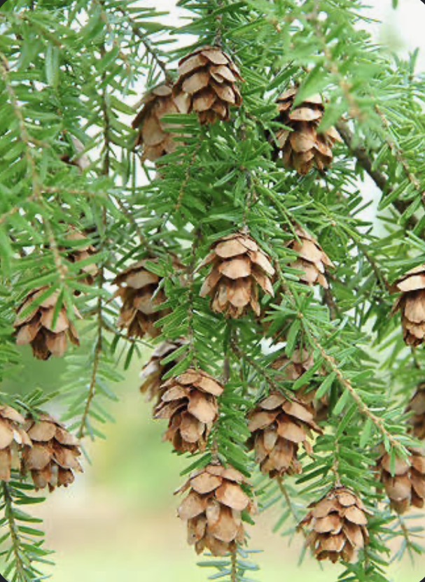 <p><mark data-color="blue" style="background-color: blue; color: inherit;">Gymnosperm: Tsuga heterophylla</mark></p>