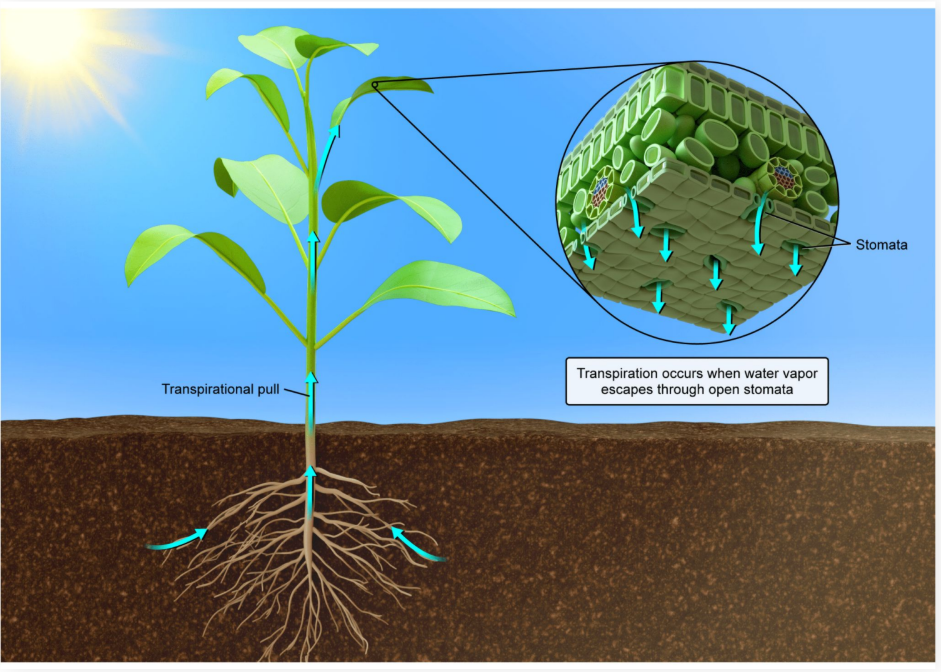 <p><strong>Transpiration</strong>: Loss of water vapor through the stomata</p><ul><li><p>A balance is needed between stomata opening for food production and closing to prevent water loss</p></li></ul><p></p>
