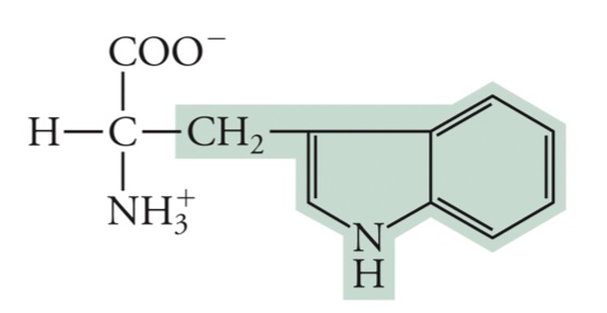 <p>Trp (W)</p>