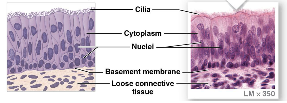 <ul><li><p>protection, secretion</p></li><li><p>have cilia, actually a simple epithelium</p></li><li><p>appears as stratified but is actually simple</p></li><li><p>nasal cavity, trachea, bronchi, male reproductive tract</p></li></ul><p></p>