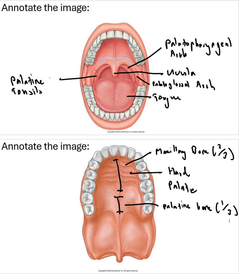 knowt flashcard image