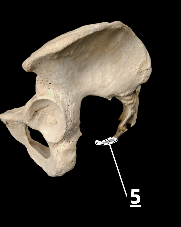 <p>5</p>