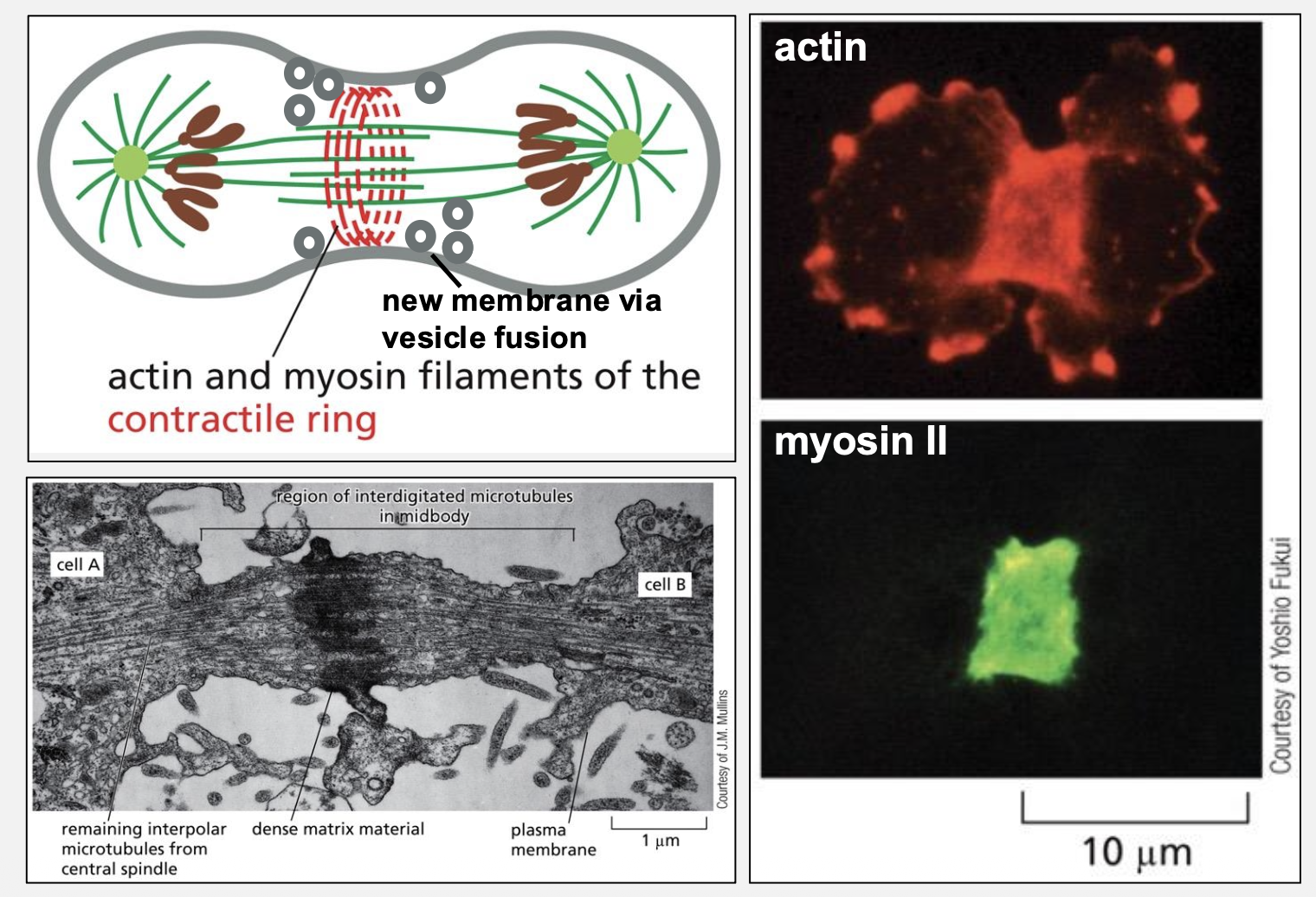 <p>Actin‑myosin contractile ring</p>