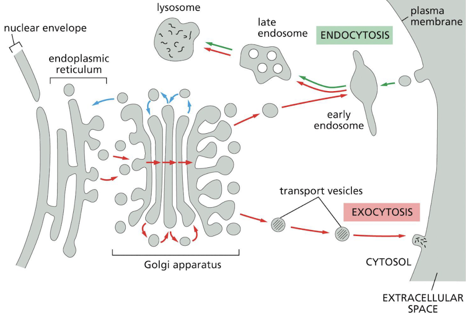 <ul><li><p><strong><u>Transportvesikler</u></strong>: </p><ul><li><p>Det brukes vesikkeltransport mellom ER, Golgi og plasmamembranen: </p><ul><li><p>ER → Golgi → endosomer/lysosomer → plasmamembranen </p></li></ul></li><li><p>Vesikkeltransport brukes også til å flytte materiale inn og ut av cellen gjennom <strong>endocytose</strong> og <strong>eksocytose</strong>.</p></li></ul></li><li><p><strong><u>Endocytose</u></strong>: </p><ul><li><p>Materiale fra utsiden av cellen tas opp ved hjelp av <strong>plasmamembranen</strong>. </p></li><li><p>Materiale som tas inn blir vanligivs først sendt til <strong>endosomer</strong>, hvor det sorteres. Det kan deretter blant annet sendes viderer til <strong>lysosomer</strong> for nedbrytning. </p></li></ul></li><li><p><strong><u>Eksocytose</u></strong>: </p><ul><li><p>Når cellen transporterer materiale ut av cellen og til <strong>det ekstracellulære miljøet</strong> - altså <strong>sekresjon</strong>. </p></li><li><p>Eksocytose har dermed to viktige konsekvenser: </p><ul><li><p>Vesikkelens <strong>innehold frigjøres </strong>utenfor cellen. </p></li><li><p>Vesikkelens membran <strong>blir en del av plasmamembranen</strong>. </p></li></ul></li><li><p>Konstitutiv (iboende) eksocytose - kontinuerlig transport: </p><ul><li><p>Celler har en konstitutiv eksocytosevei, som betyr at eksocytose foregår kontinuerlig uten at cellen først trenger å motta et bestemt signal. </p></li><li><p>Dette er viktig for å vedlikeholde, fornye og utvide plasmamembranen, f.eks. når cellen vookser eller skal dele seg. </p></li></ul></li><li><p>Regulert eksocytose - sekresjon ved behov: </p><ul><li><p>Enkelte spesialiserte <strong>sekretoriske celler </strong>produserer store mengder bestemte stoffer som ikke skal skilles ut kontinuerlig, men heller lagres som vesikler i cellen før det trengs. Disse cellene har derfor også en r<strong>egulert eksocytosevei</strong>. </p></li><li><p>Eksempel: Frigjørelsen av insu<strong>l</strong>in </p></li></ul></li></ul></li></ul><p></p>