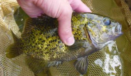 <p>Ambloplites rupestris</p><p>nonnative</p><p>stout and stocky, red eyes, olive/brown coloration with black spots, large mouth, stay small </p>