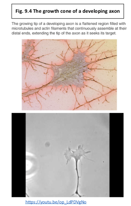<p><span>Establishing Synapses Depends</span><br><span>on Chemical Signals</span></p>