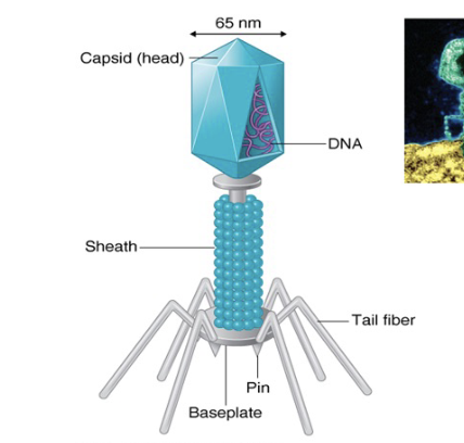 <p>There is a capsid head and DNA inside the head, then lower is a sheath, and at the bottom the tail fiber, pin, and base plate </p>