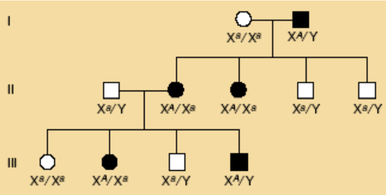 <p>Su X chromosoma susijusio dominuojančio alelio (ir jo lemiamo požymio) paveldėjimas</p>