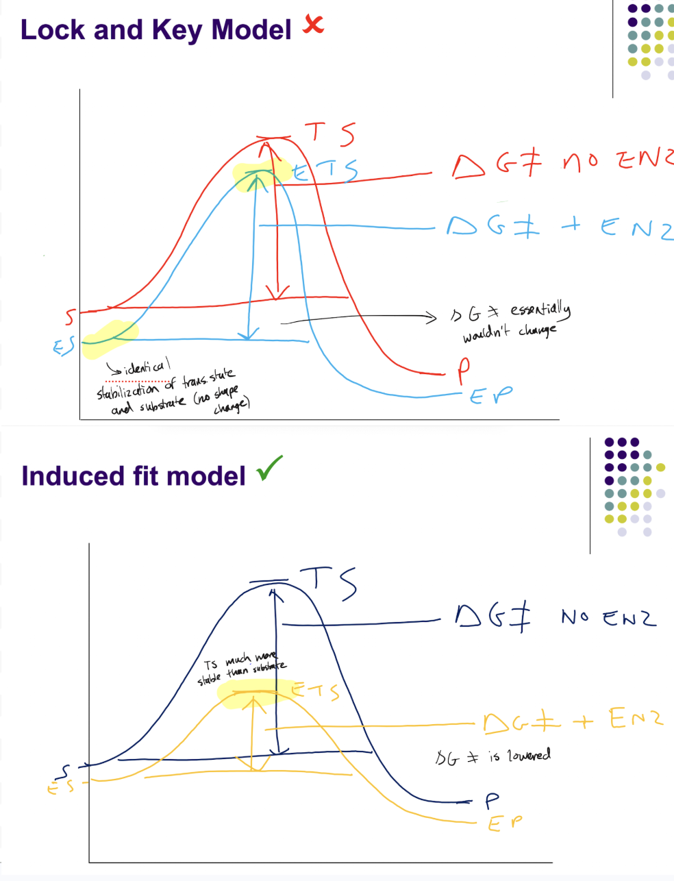 <p>An enzyme complementary to its substrate would stabilize the substrate, not the transition state (easy fit to substrate, no change in energy to reach transition state. Thus the activation energy doesn’t change and the speed of reaction doesn’t change.</p><p>An enzyme complementary to its substrate would cause much less energy to reach the transition state. This lowers the activation energy and speeds up the reaction.</p>