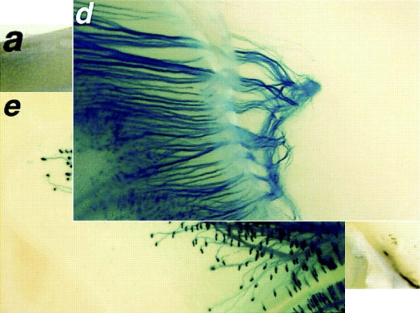 <ul><li><p><strong>a:</strong> Olfactory epithelium (location of OSN cell bodies)</p></li><li><p><strong>d:</strong> Bundled OSN axons projecting toward the olfactory bulb</p></li><li><p><strong>e:</strong> Convergence of axons into <strong>glomeruli</strong> in the olfactory bulb</p></li></ul><p></p>