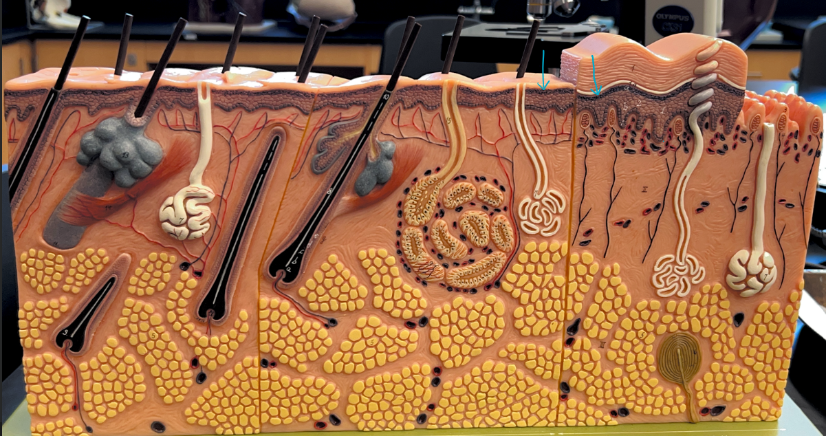 <p>ID epidermis skin layer </p>