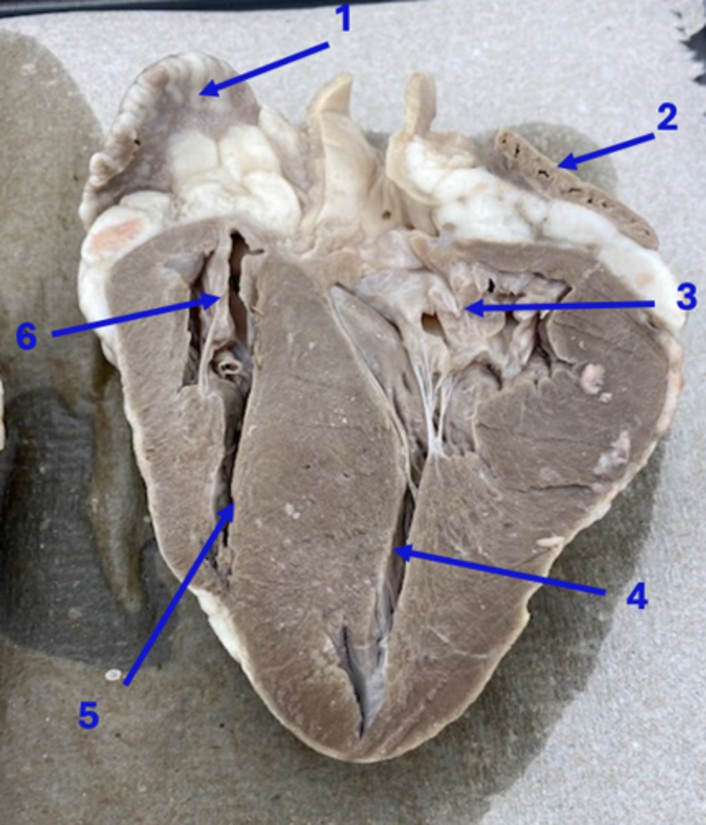 <p>6</p>