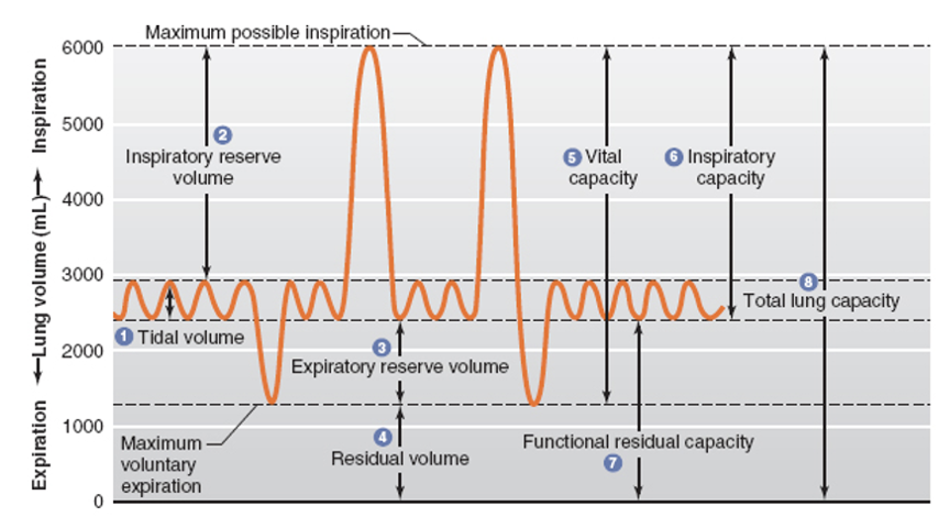 <p>tidal volume:</p><p>inspiratory reserve volume</p><p>expiratory reserve volume</p><p>residual volume</p>