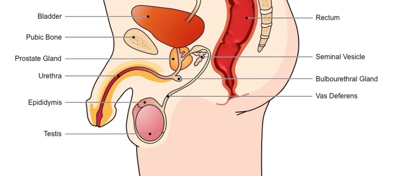 <p>male reproductive system</p>