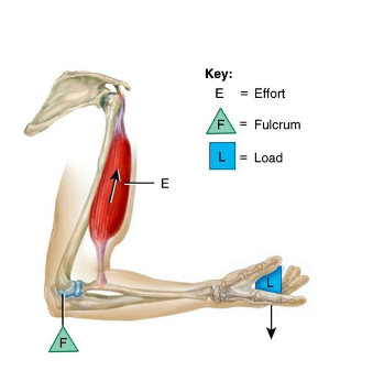 <p>What class lever</p>