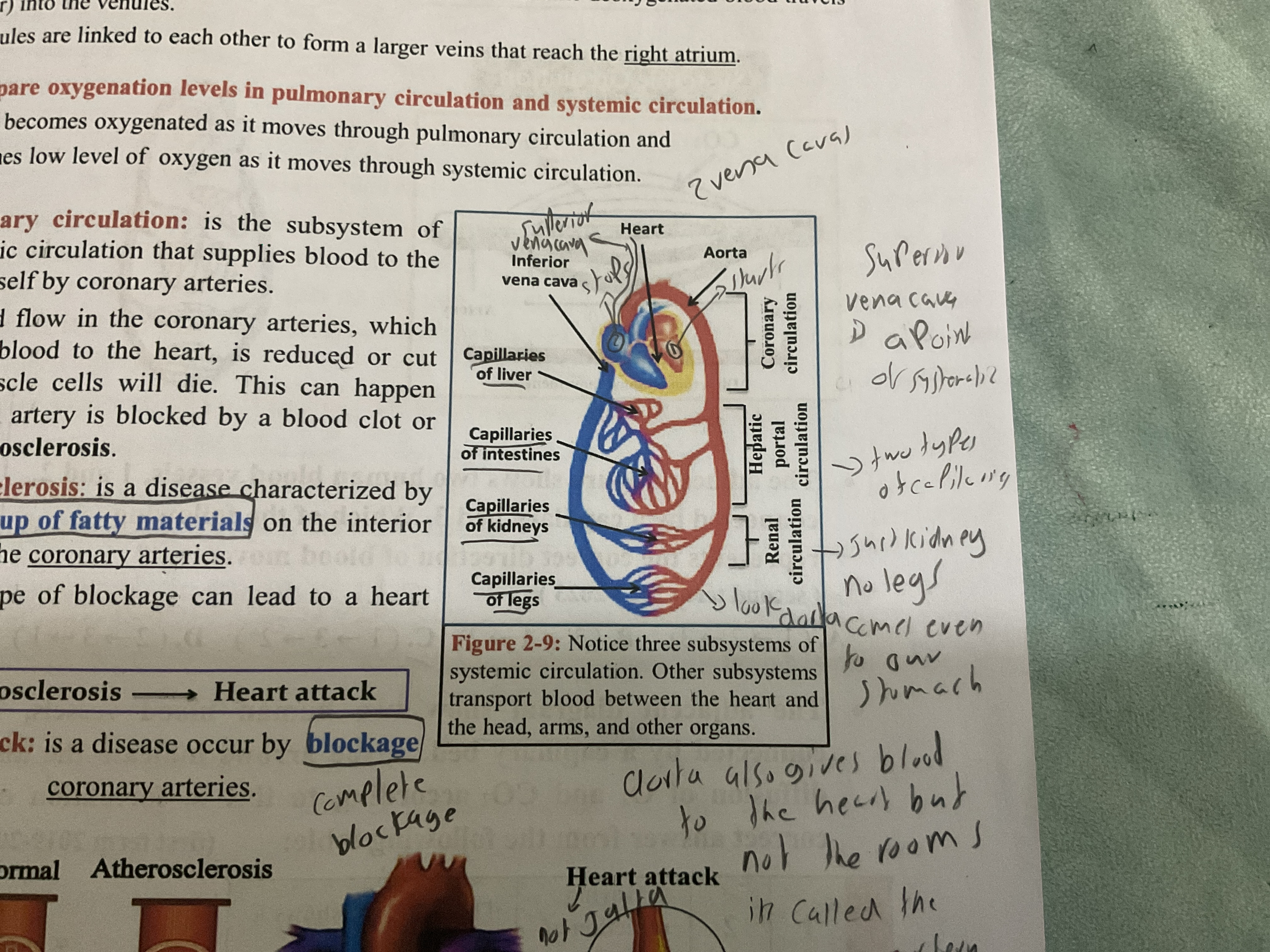 <p>Are both vena cavas present?</p><p>The three sub systems which ones contain which groups of capilaries? coronary takes blood to where?</p>