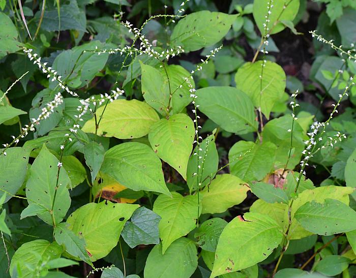 <p>Persicaria virginiana</p>