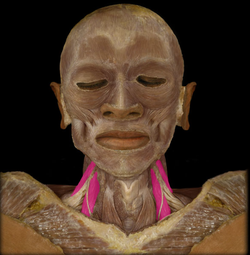 <p>bilateral action: flexes neck and elevates ribs 1-2 (which aids in breathing when spine is fixed)</p><p></p><p>unilateral action: lateral flexion of neck</p>