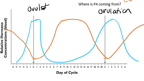 <p><strong>Progesterone</strong></p><ul><li><p>Produced by CL</p><ul><li><p>At ovulation → low</p></li><li><p>After ovulation → increases CL forms</p></li><li><p>Mid cycle → Peak</p></li><li><p>Before next ovulation → decreases due to PGF2a</p></li></ul></li><li><p>P4 blocks the surge center </p></li></ul><p></p><p><strong>Estrogen </strong></p><ul><li><p>Produced by growing follicles</p></li><li><p>just before ovulation → high</p></li><li><p>Mid cycle → low</p></li><li><p>End of cycle → rises again as follicles regrow</p></li></ul><p></p>