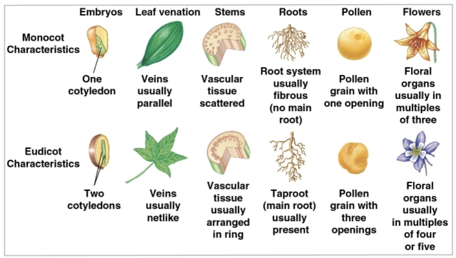 <p>Monocots have ____ tylendon(s) and dicots have ____ tylendon(s)</p>