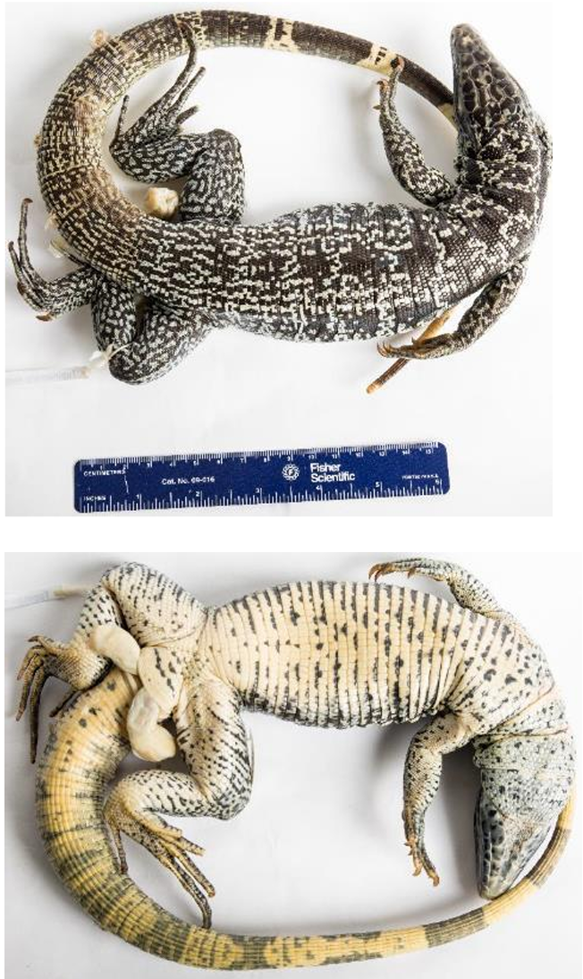 <p>Family: Teiidae</p><p>Family name: Whiptails & Tegus</p>