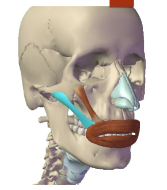 <p>Zygomatic Major: Origin </p>