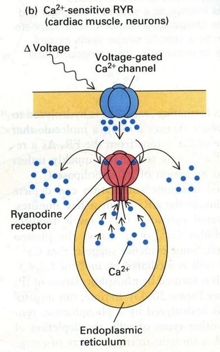 <p>Receptors on the sarcoplasmic reticulum that bind with dihydropyridine receptors on the adjoining T tubule and serve as Ca2+-release channels during excitation-contraction coupling using RyR on SR</p>