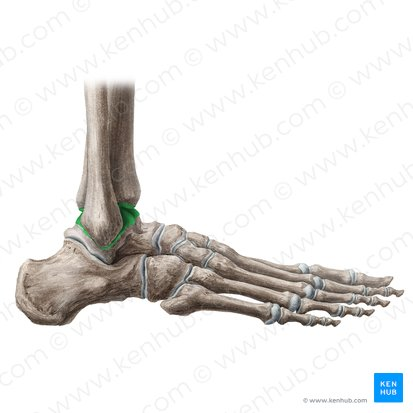 <p>what joint?</p>