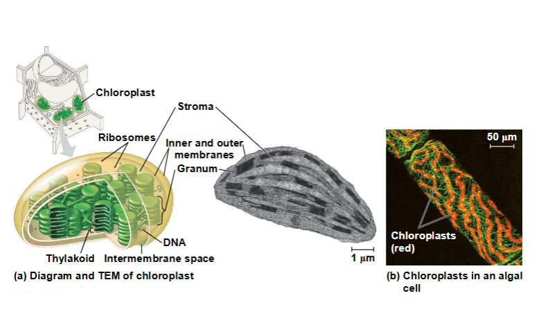 <ul><li><p>komen in planten en algen voor en is de plaats waar fotosynthese plaatsvindt</p></li><li><p>bevatten een groen pigment chlorofyl, enzymen en andere moleculen die een rol spelen bij de fotosynthese</p></li></ul><p>structuur chloroplast bestaat uit:</p><ul><li><p>thylakoïden, membraanachtige zakjes die op elkaar gestapeld zijn en samen een</p><p>granum vormen</p><p><span data-name="black_small_square" data-type="emoji">▪</span> Stroma, de interne vloeistof</p><p><span data-name="black_small_square" data-type="emoji">▪</span> De chloroplast behoort tot een groep plantenorganellen die</p><p>plastiden worden genoemd</p></li></ul><p></p>