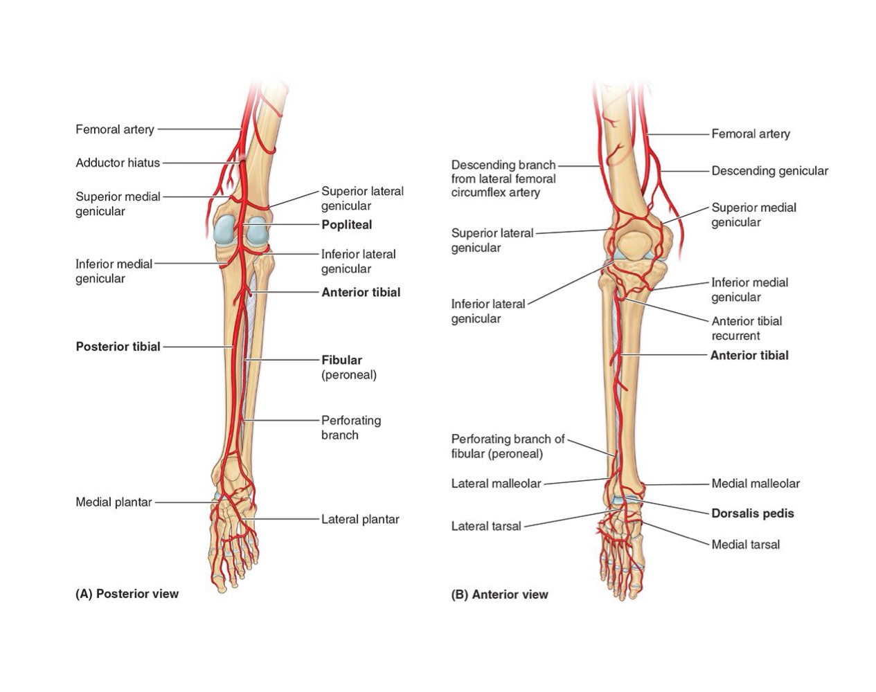 <ul><li><p><strong>ORIGIN: </strong>Popliteal</p></li></ul><p></p><ul><li><p><strong>DISTRIBUTION IN LEG: </strong>Anterior (ANT) leg compartment</p></li></ul><p></p>