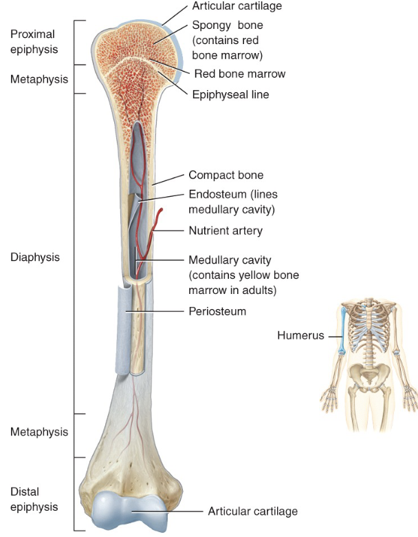 <p>articular cartilage</p><p>spongey bone → red bone marrow</p><p>red bone marrow</p><p>epiphyseal line</p>