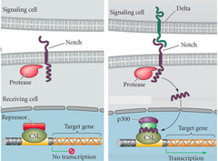 <p>Delta binds Notch = cleavage of Notch with gamma-secretase = releases Notch ICD to intracellular domain = turn on expression of downstream target genes (SuH) = transcription of E(spl) genes (these are repressors of asc gene transcription and block further neural differentiation and reduce level of delta expression)</p>